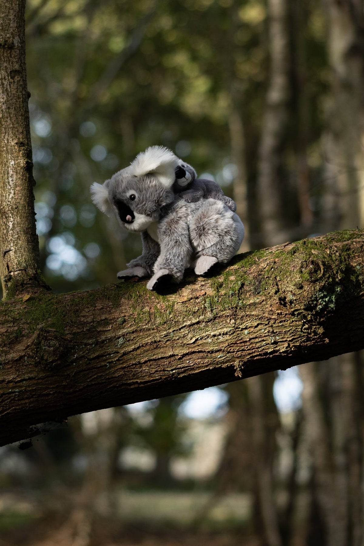 ANIMIGOS WELT DER NATUR KOALA UND BABY