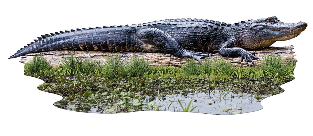 Boîte du puzzle Alligator 100 pièces Madd Capp