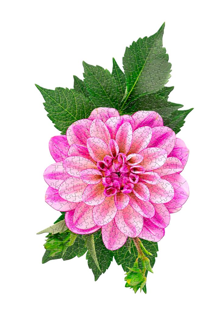 Dahlia Puzzle