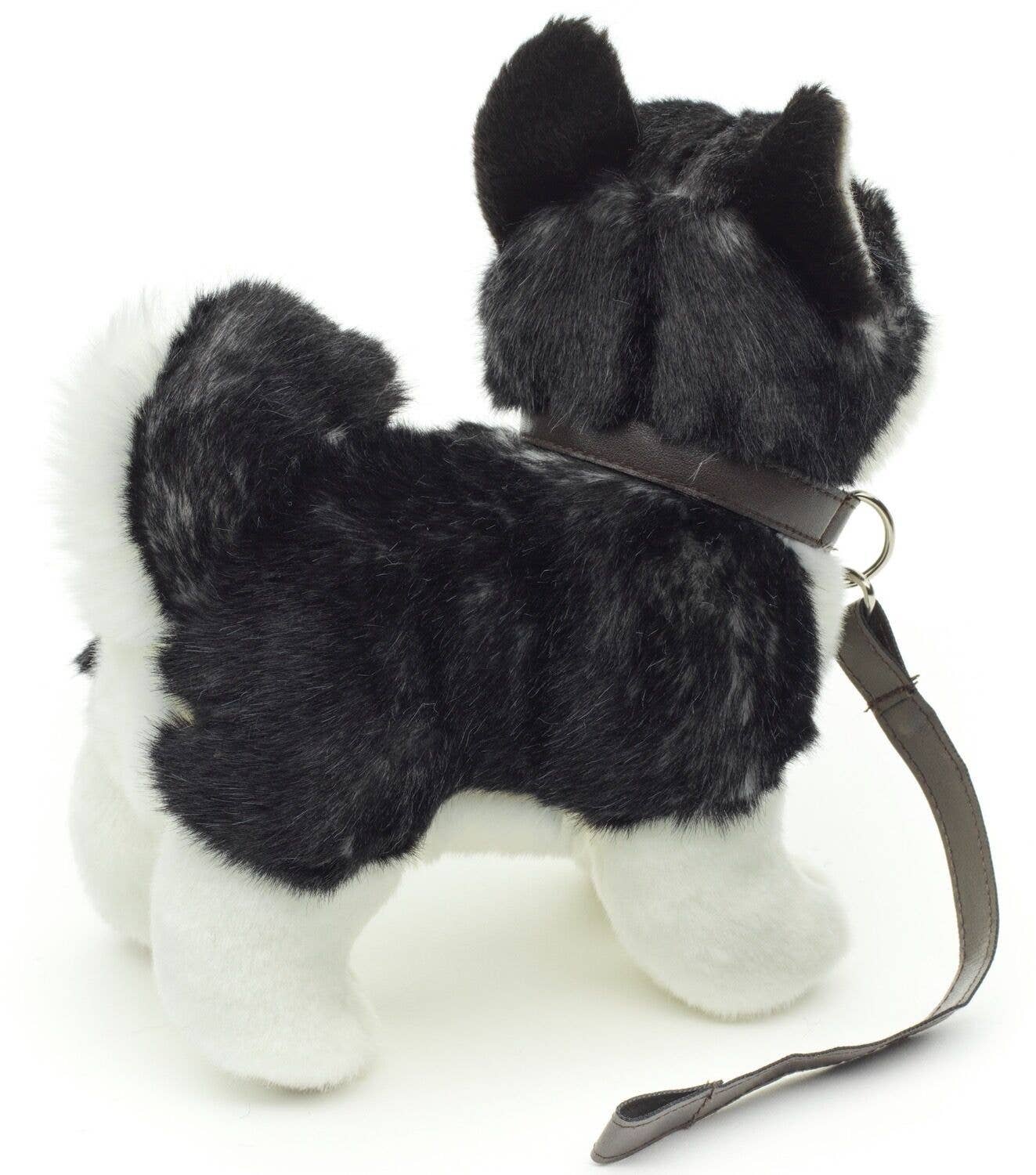 Plush husky puppy, standing with leash