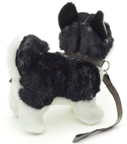 Plush husky puppy, standing with leash