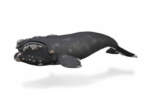 Collecta Animaux marins (XL): BONNE BALEINE 24,7x5cm