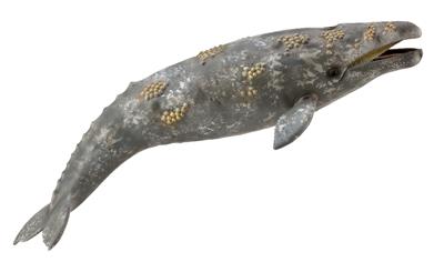 Collecta Animaux marins (XL): BALEINE GRISE 22.8x5.5cm
