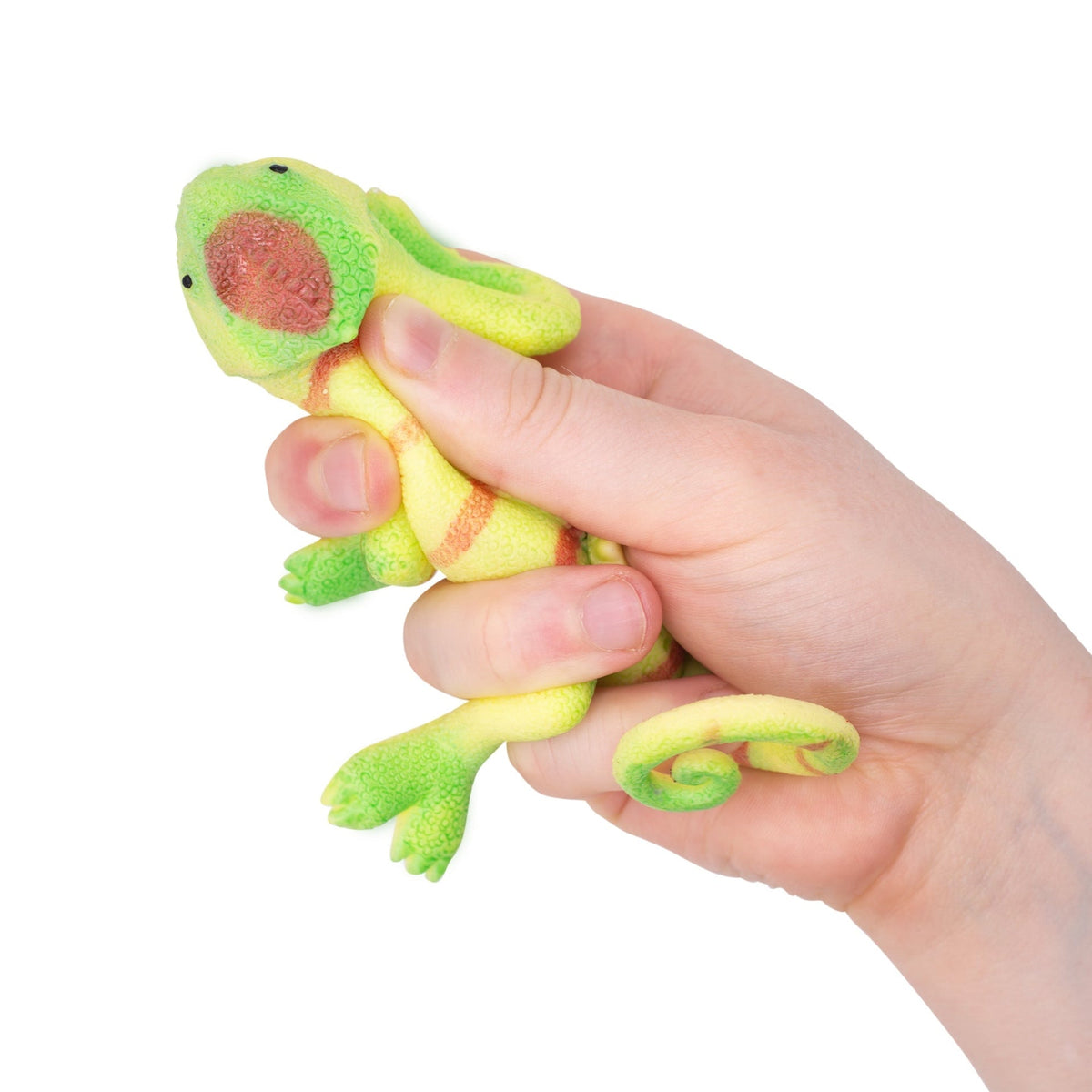Lézards Changeant de Couleur – Modèle Assorti