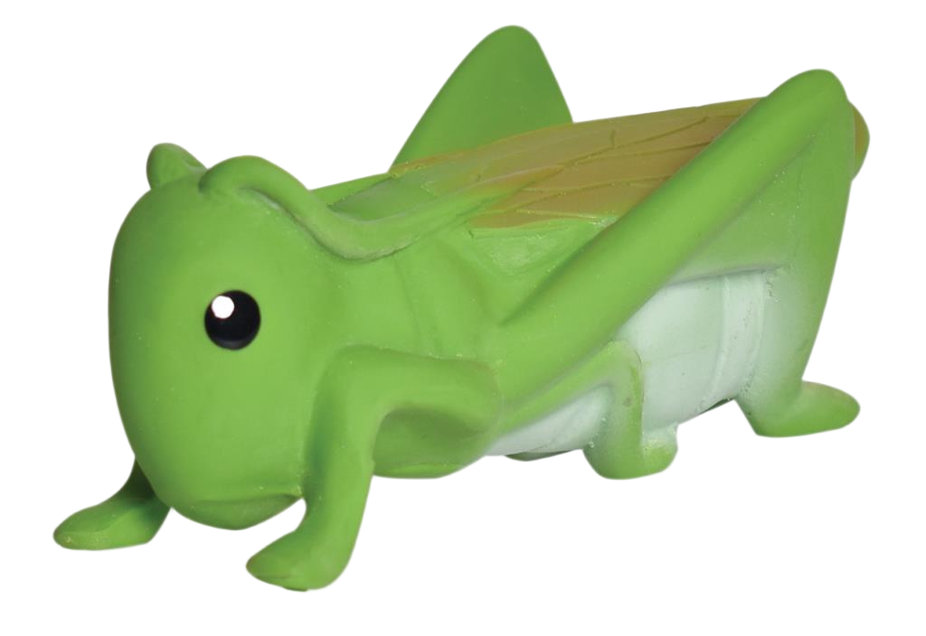 Mijn eerste sprinkhaan -insect