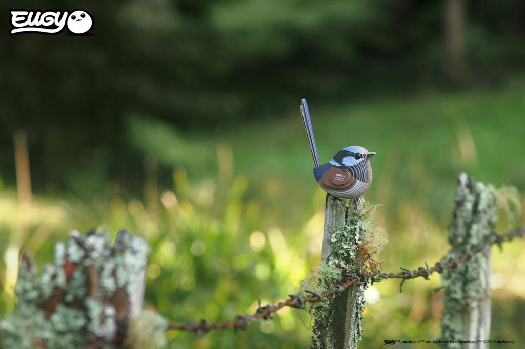 EUGY 3D - Superb Fairy Wren