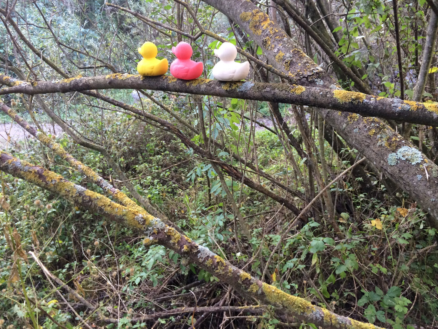 Produit Elvis Le Canard Rose Idée Cadeau