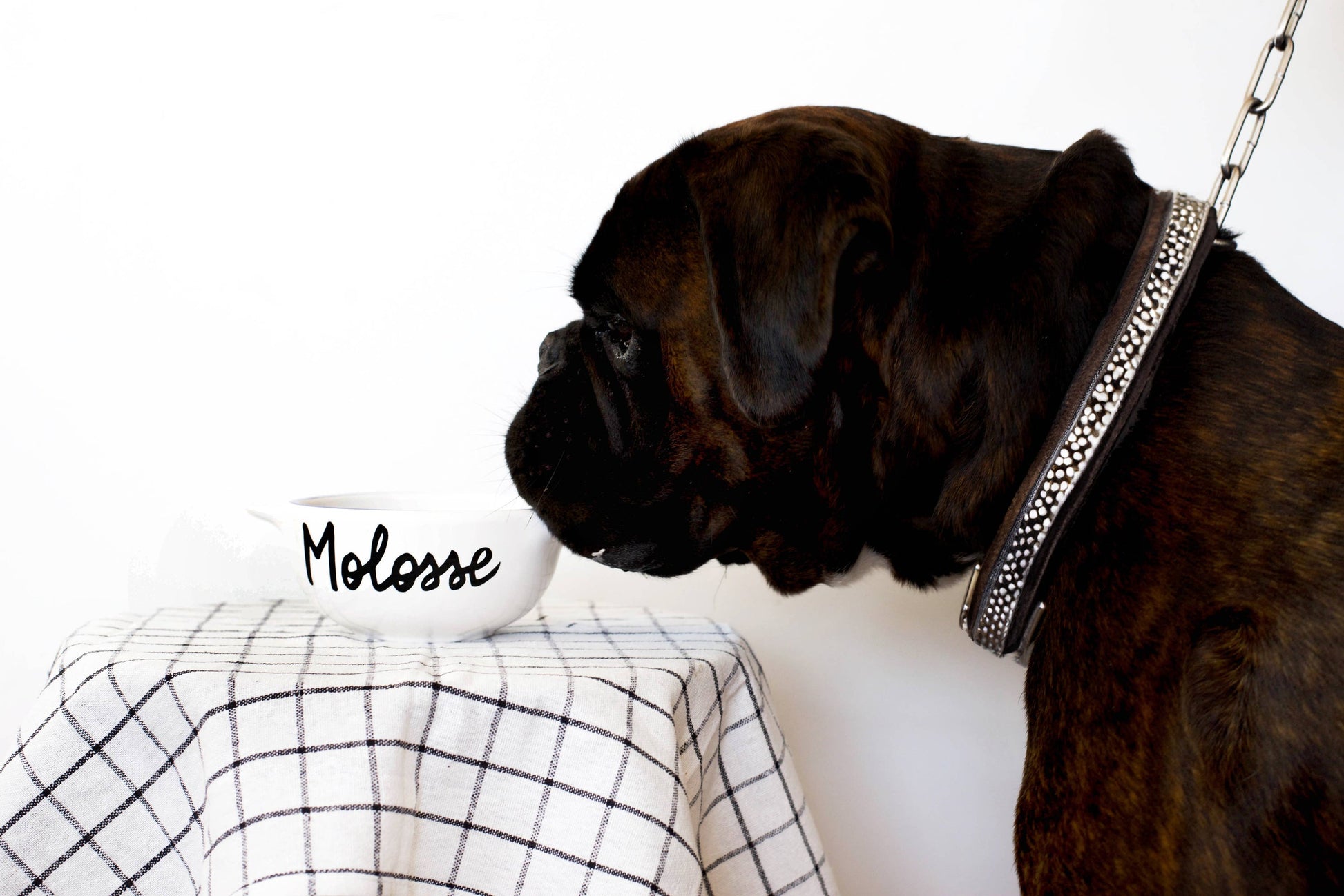 bol breton molossse pied de poule