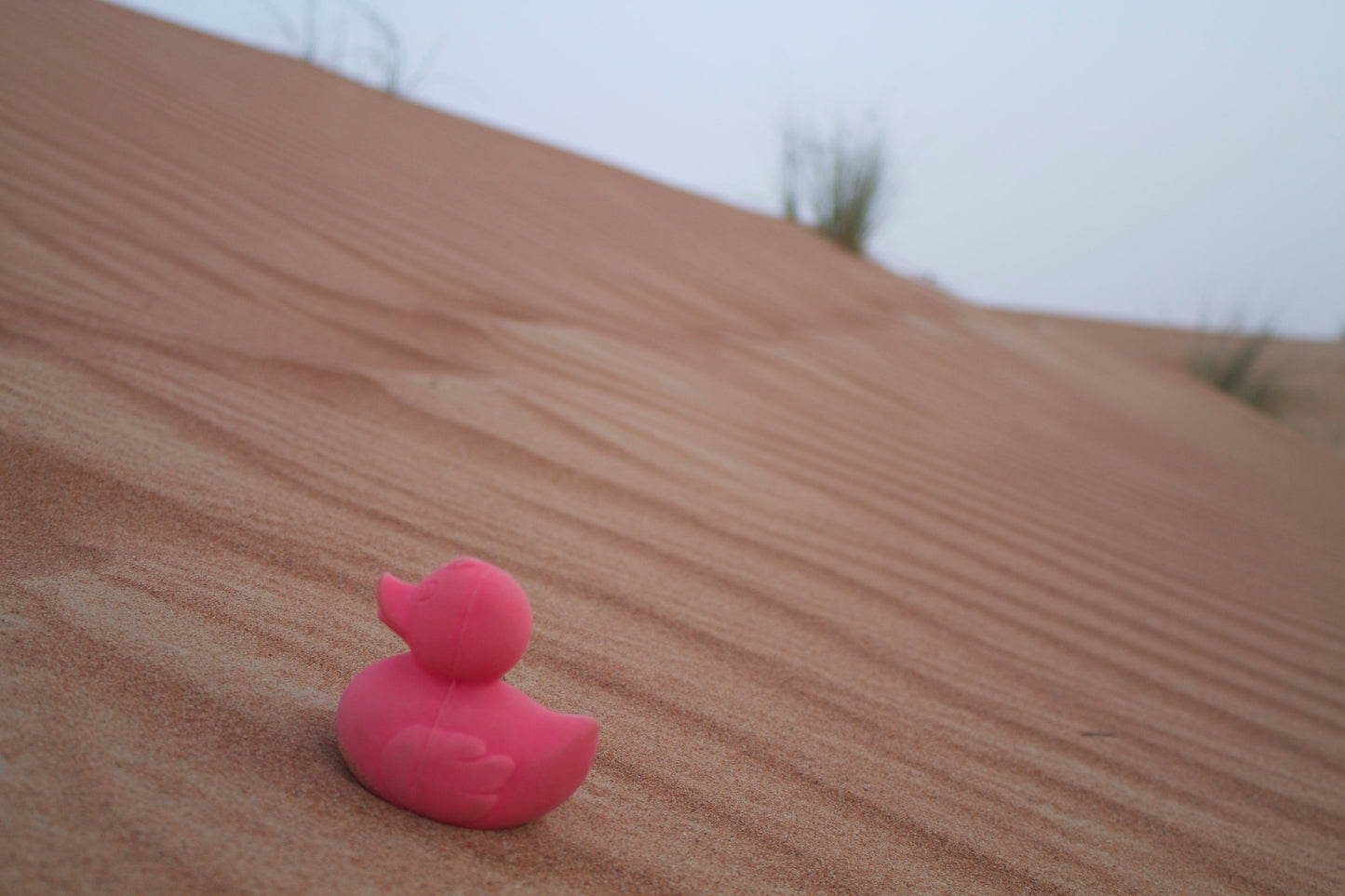 Elvis the Pink Duck